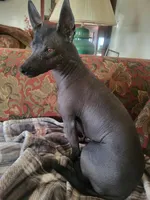 Dallas, a male Xoloitzcuintli and Chihuahua for sale in Foster, KY – 4 of 4