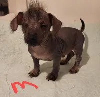 Dallas, a male Xoloitzcuintli and Chihuahua for sale in Foster, KY – 2 of 4