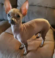 Dallas, a male Xoloitzcuintli and Chihuahua for sale in Foster, KY – 3 of 4