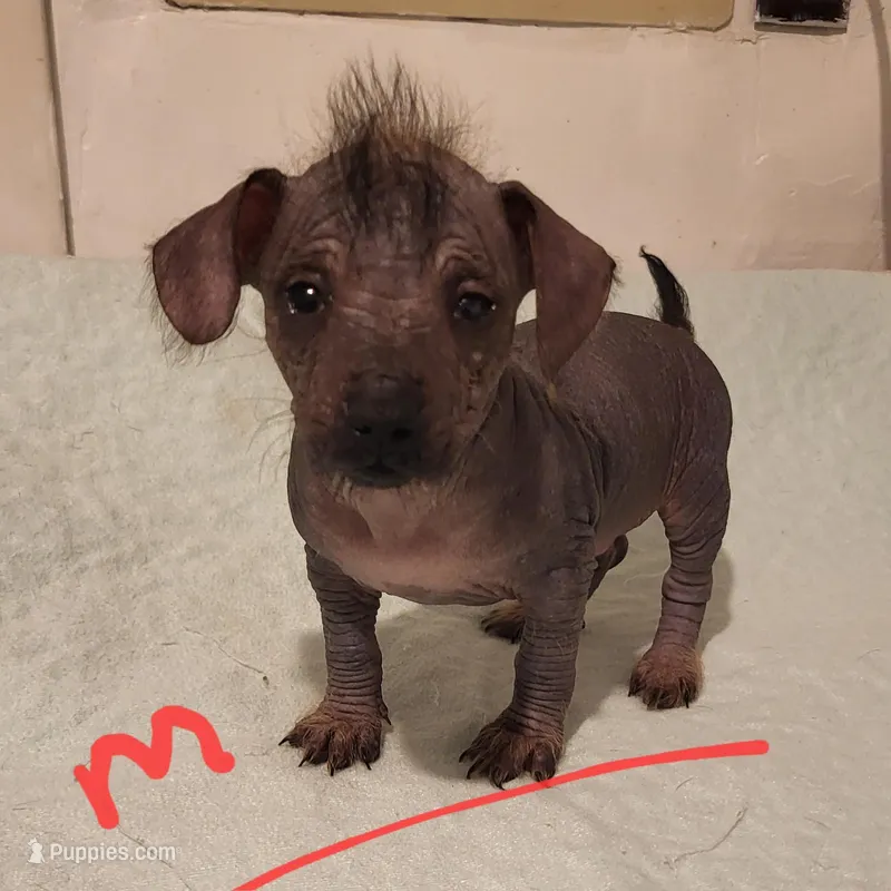 Dallas – Xoloitzcuintli, Chihuahua puppy for sale in Foster, KY