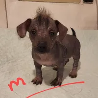 Dallas, a male Xoloitzcuintli and Chihuahua for sale in Foster, KY – 1 of 4