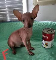 Rosie, a female Xoloitzcuintli and Chihuahua for sale in Foster, KY – 3 of 5