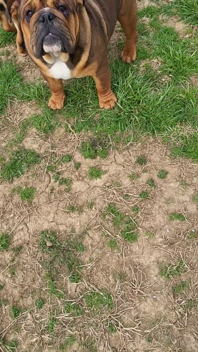 McGee, a male English Bulldog for sale in Foster, KY – 5 of 5
