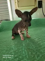 Reesee, a female Xoloitzcuintli and Chihuahua for sale in Foster, KY – 3 of 5