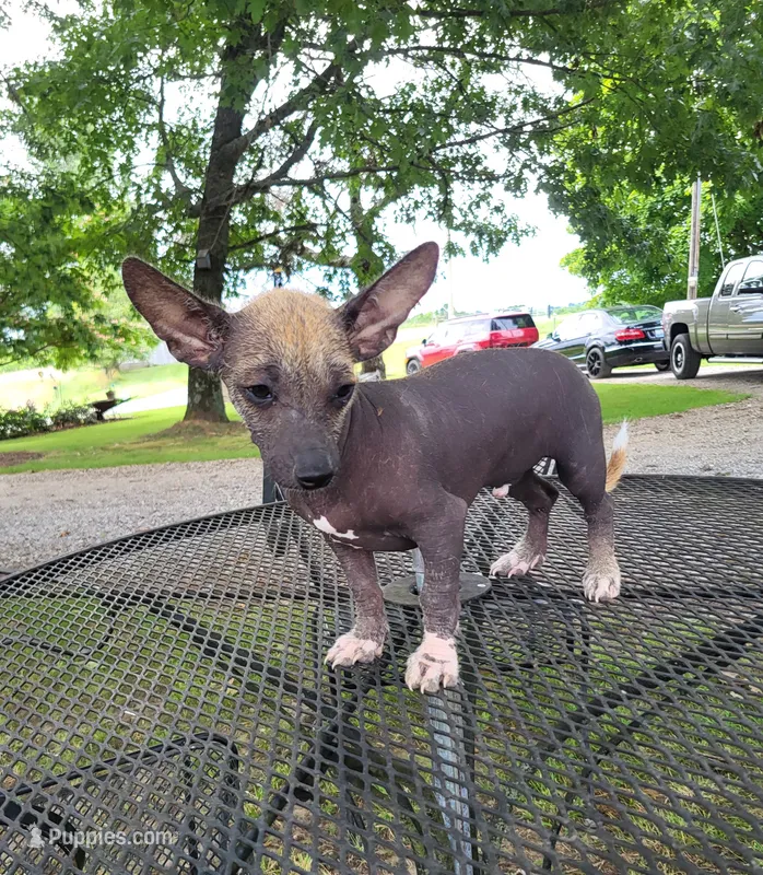 Kash – Xoloitzcuintli, Chihuahua puppy for sale in Foster, KY