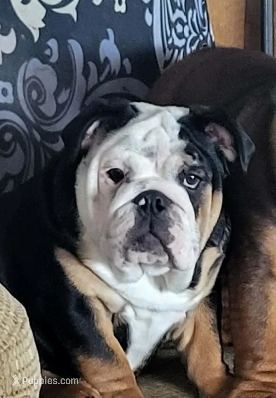 Libby – English Bulldog puppy for sale in Foster, KY