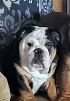 Libby, a female English Bulldog for sale in Foster, KY – Photo 1 of 2