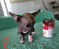 Kimmie, a female Xoloitzcuintli and Chihuahua for sale in Foster, KY – 3 of 7
