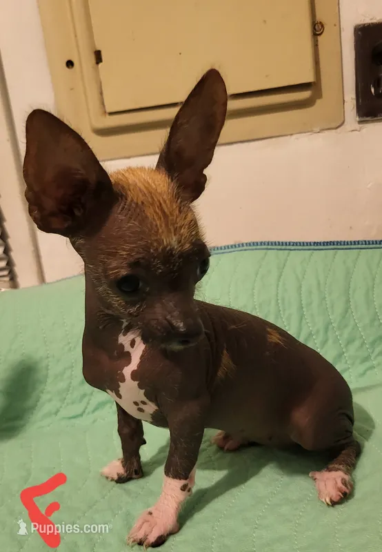 Kimmie – Xoloitzcuintli, Chihuahua puppy for sale in Foster, KY