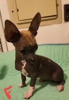 Kimmie, a female Xoloitzcuintli and Chihuahua for sale in Foster, KY – 1 of 7