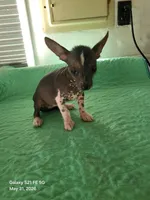 Reesee, a female Xoloitzcuintli and Chihuahua for sale in Foster, KY – 2 of 5