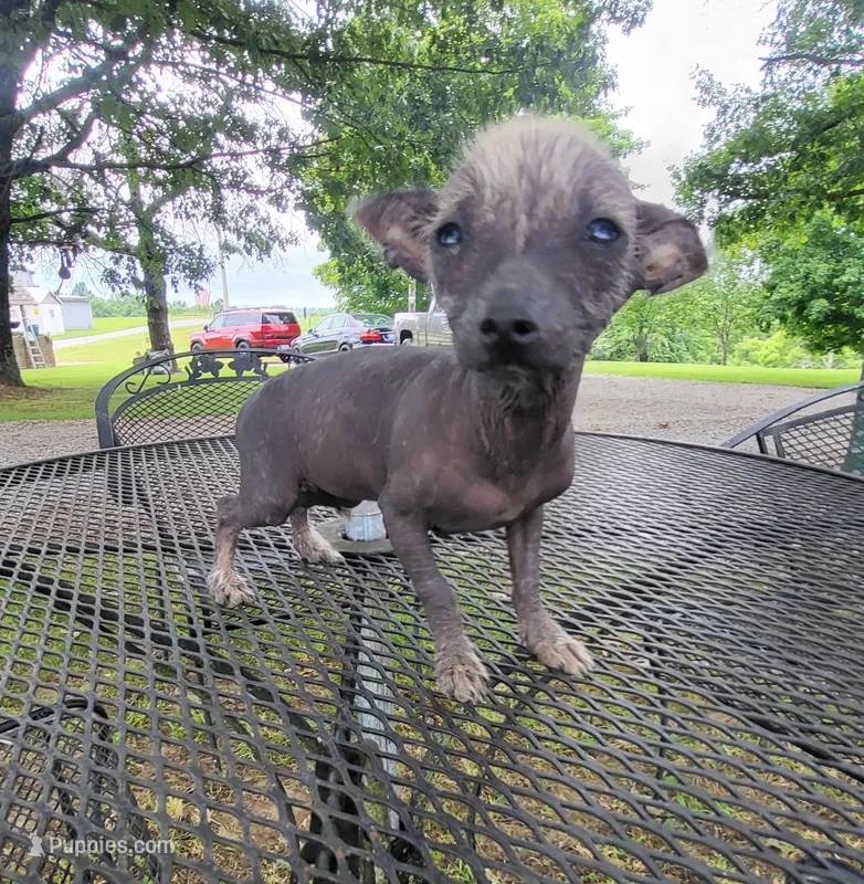 Raisin – Xoloitzcuintli, Chihuahua puppy for sale in Foster, KY