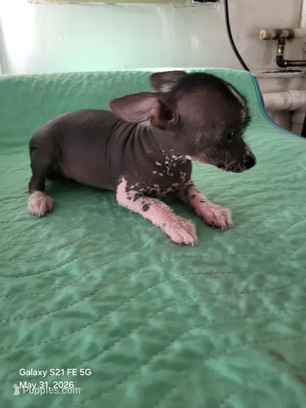 Reesee – Xoloitzcuintli, Chihuahua puppy for sale in Foster, KY