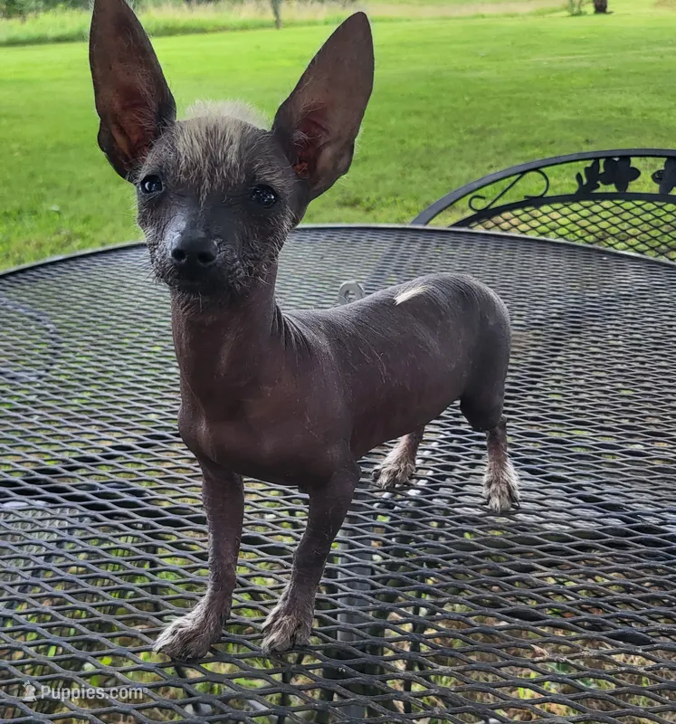 Raisin – Xoloitzcuintli, Chihuahua puppy for sale in Foster, KY