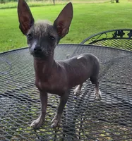 Raisin, a female Xoloitzcuintli and Chihuahua for sale in Foster, KY – 2 of 6