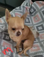 Opie, a male Chihuahua for sale in Foster, KY – 3 of 4