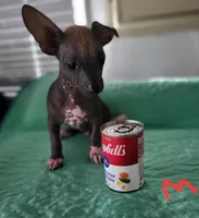 Kash, a male Xoloitzcuintli and Chihuahua for sale in Foster, KY – 3 of 6