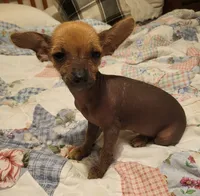 Desi, a female Xoloitzcuintli and Chihuahua for sale in Foster, KY – 4 of 7