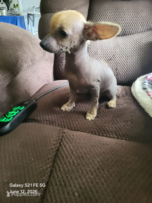 Desi – Xoloitzcuintli, Chihuahua puppy for sale in Foster, KY