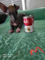 Kash, a male Xoloitzcuintli and Chihuahua for sale in Foster, KY – 5 of 6