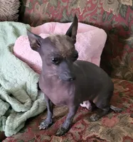 Kimmie, a female Xoloitzcuintli and Chihuahua for sale in Foster, KY – 7 of 7