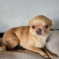 Opie, a male Chihuahua for sale in Foster, KY – Photo 3 of 3