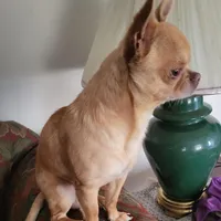 Opie, a male Chihuahua for sale in Foster, KY – Photo 2 of 3