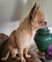 Opie, a male Chihuahua for sale in Foster, KY – Photo 2 of 3