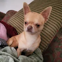 Opie, a male Chihuahua for sale in Foster, KY – Photo 1 of 3