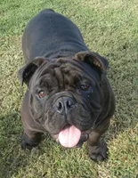 McGee, a male English Bulldog for sale in Foster, KY – Photo 4 of 4