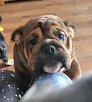 McGee, a male English Bulldog for sale in Foster, KY – Photo 2 of 4