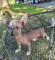 Raisin, a female Xoloitzcuintli and Chihuahua for sale in Foster, KY – 4 of 6