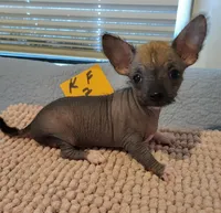 Kimmie, a female Xoloitzcuintli and Chihuahua for sale in Foster, KY – 1 of 1