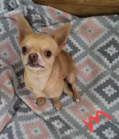 Opie, a male Chihuahua for sale in Foster, KY – 2 of 3