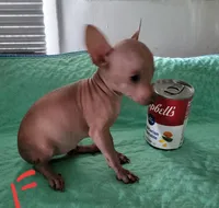 Rosie, a female Xoloitzcuintli and Chihuahua for sale in Foster, KY – 2 of 5