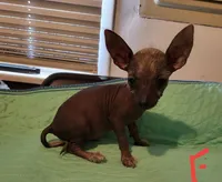 Raisin, a female Xoloitzcuintli and Chihuahua for sale in Foster, KY – 3 of 5