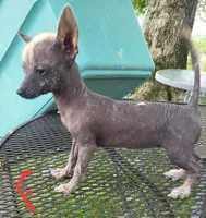 Raisin, a female Xoloitzcuintli and Chihuahua for sale in Foster, KY – 3 of 6