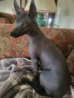 Desi, a female Xoloitzcuintli and Chihuahua for sale in Foster, KY – 6 of 7