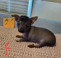 Krissy, a female Xoloitzcuintli and Chihuahua for sale in Foster, KY – 1 of 1