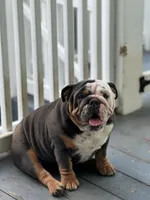 Amos, a male English Bulldog for sale in Foster, KY – Photo 5 of 5