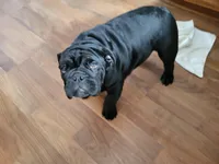 Amos, a male English Bulldog for sale in Foster, KY – Photo 3 of 5