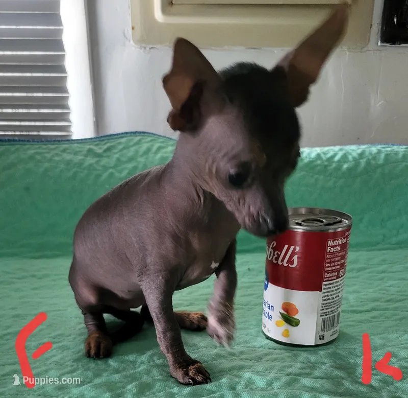 Krissy – Xoloitzcuintli, Chihuahua puppy for sale in Foster, KY