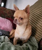 Opie, a male Chihuahua for sale in Foster, KY – 4 of 4