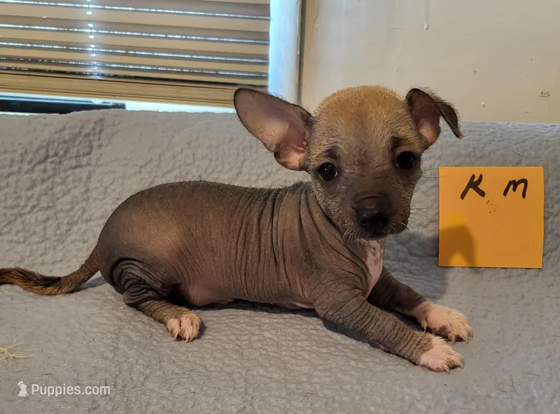 Kash, a female Xoloitzcuintli and Chihuahua for sale in Foster, KY – 1 of 1