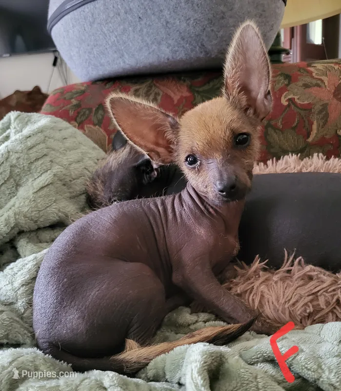 Desi – Xoloitzcuintli, Chihuahua puppy for sale in Foster, KY