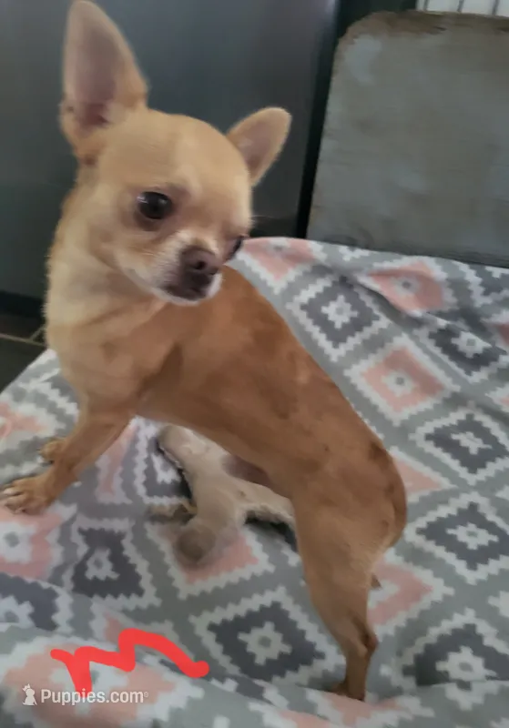 Opie – Chihuahua puppy for sale in Foster, KY