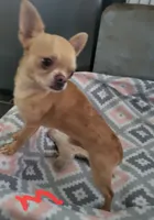 Opie, a male Chihuahua for sale in Foster, KY – 1 of 3