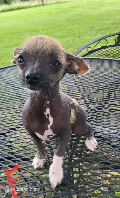 Kimmie – Xoloitzcuintli, Chihuahua puppy for sale in Foster, KY