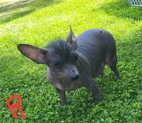 Rosie, a female Xoloitzcuintli and Chihuahua for sale in Foster, KY – 4 of 5