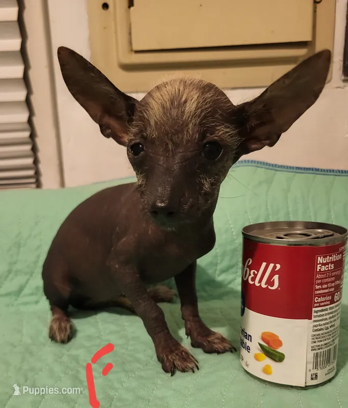 Raisin – Xoloitzcuintli, Chihuahua puppy for sale in Foster, KY